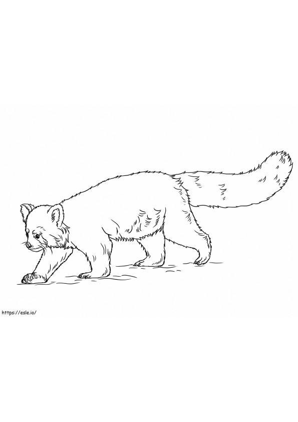 Normal Red Panda coloring page