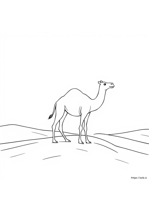 Kleurplaat Van Een Kameel