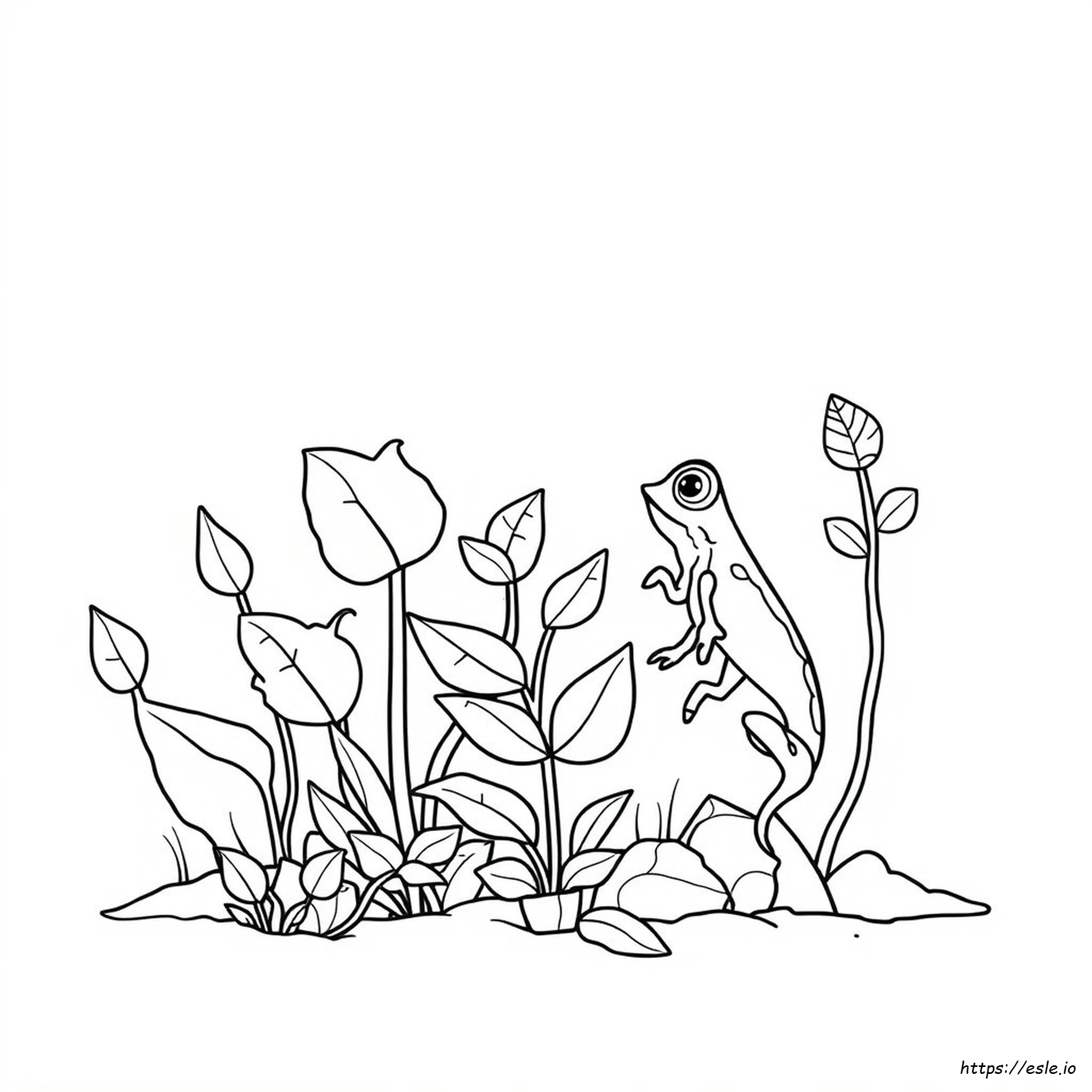 Symbiotic Relationship Coloring Page Answer Key