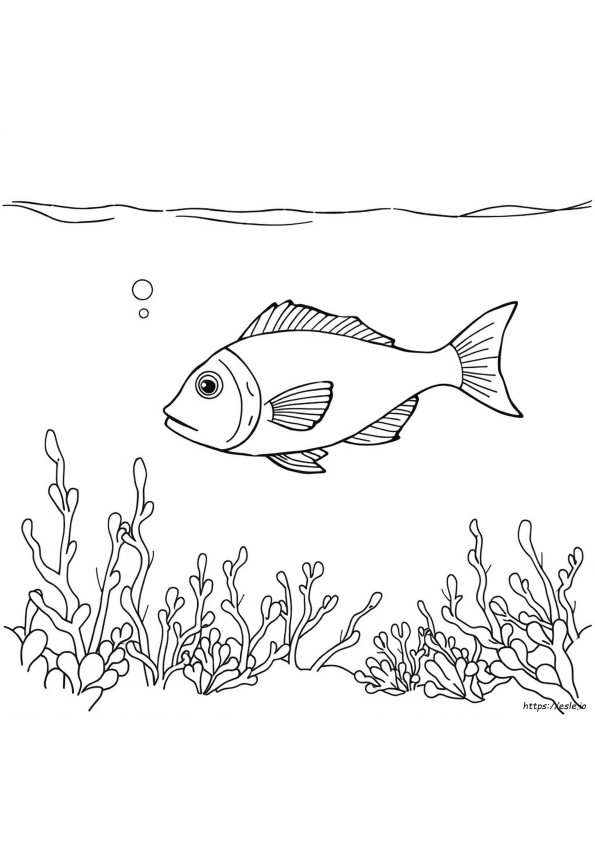 Colouring Sheet Of Fish
