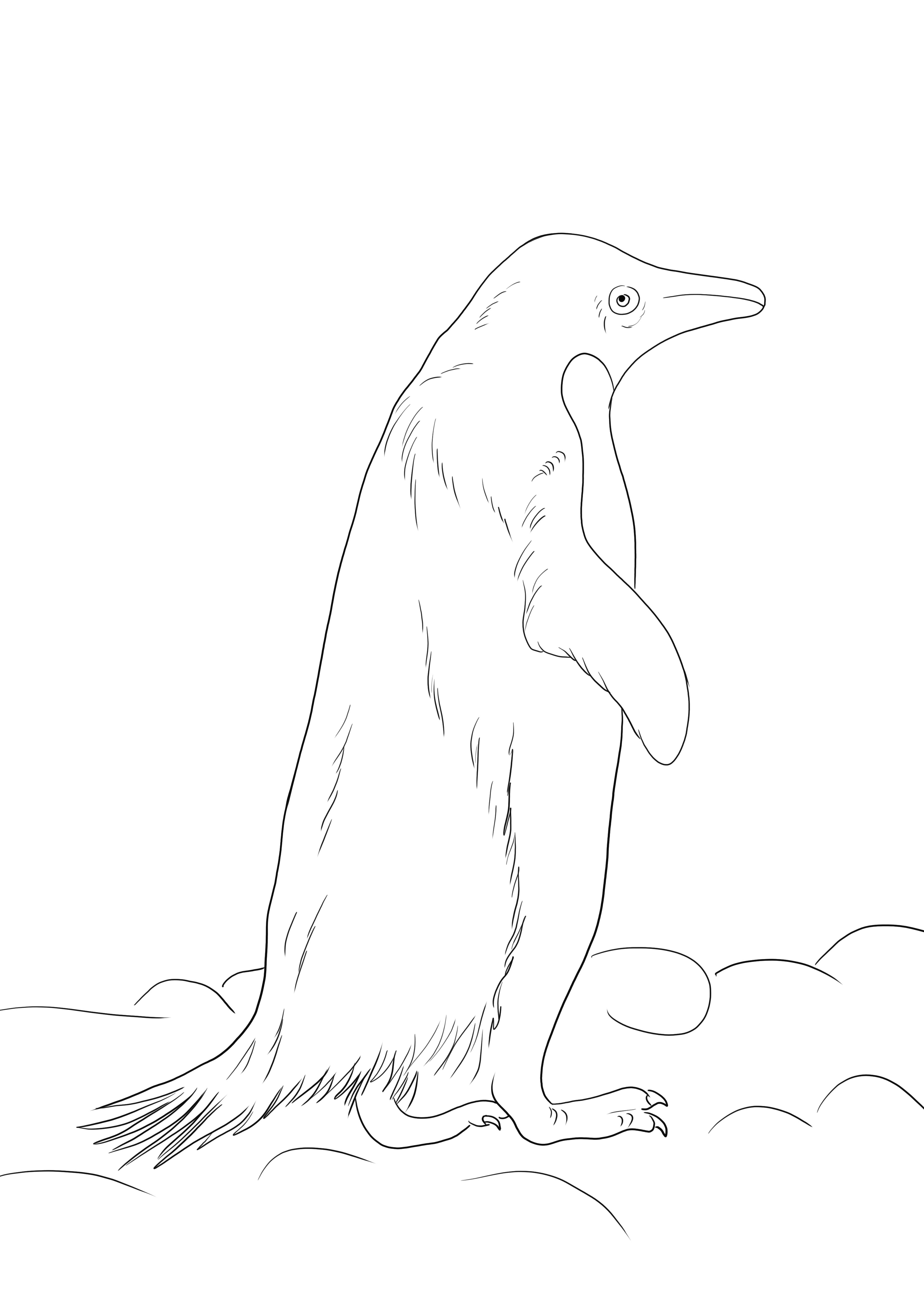 Pagina de colorat gratuit Pinguinul Adelie pentru a imprima sau a salva pentru a le colora ulterior
