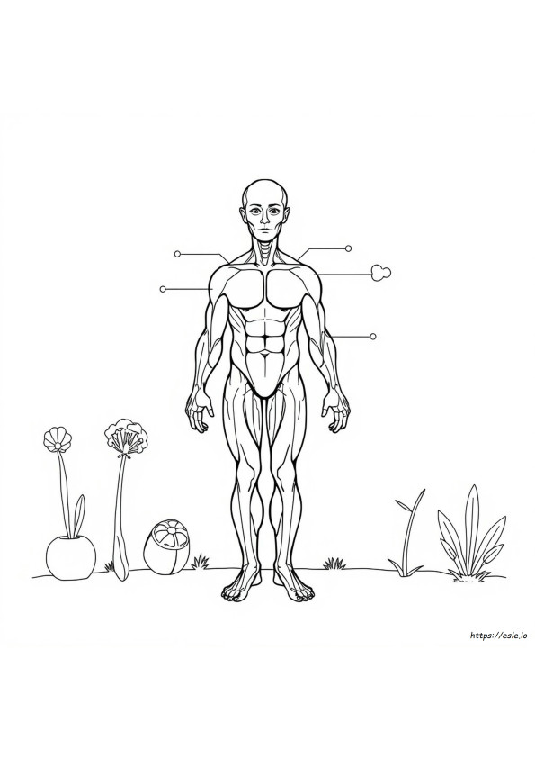 Anatomy And Physiology Coloring Workbook Page 40