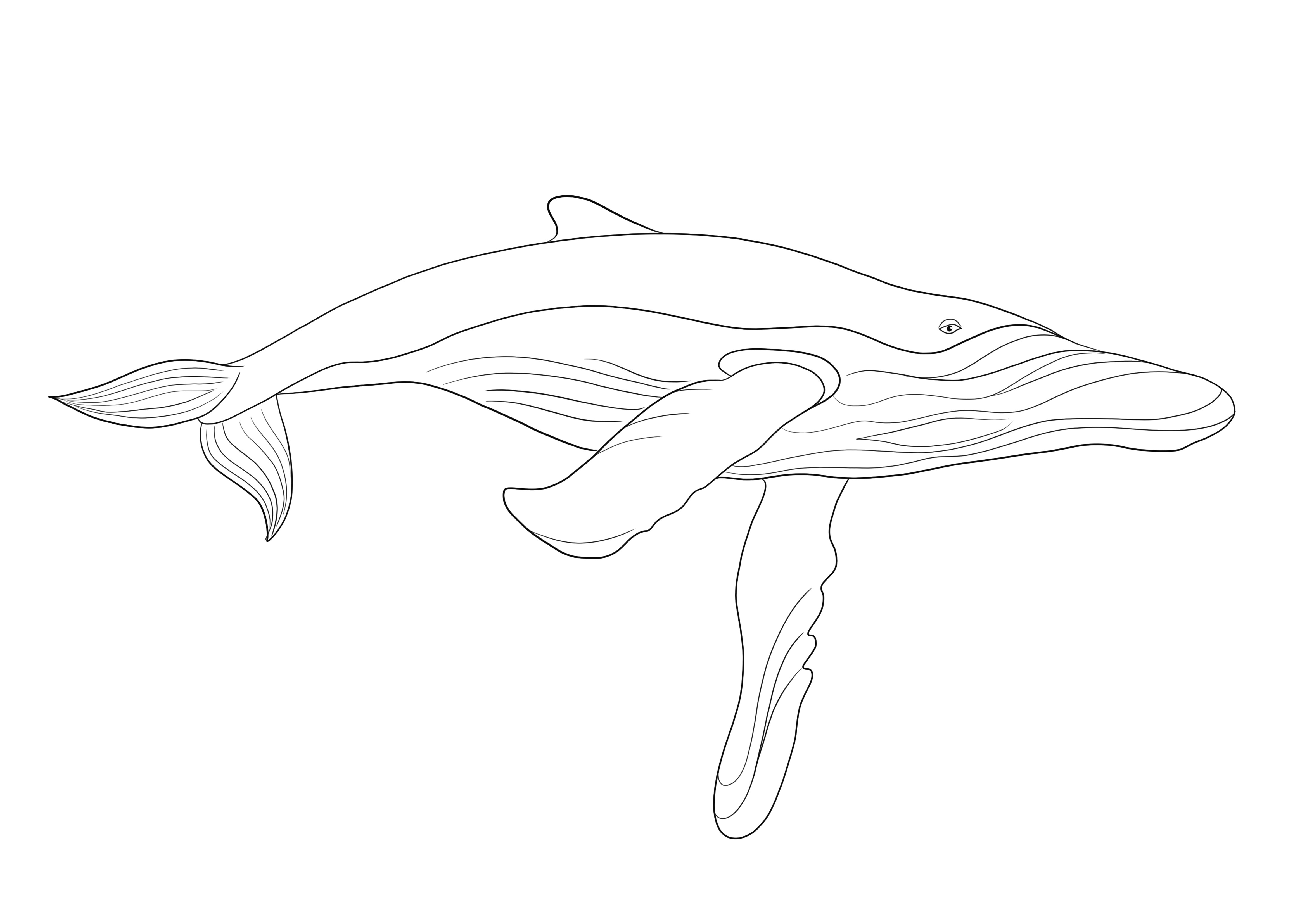 Hier ist eine großartige Bildungsressource eines Blauwals, die Sie kostenlos ausdrucken und ausmalen können