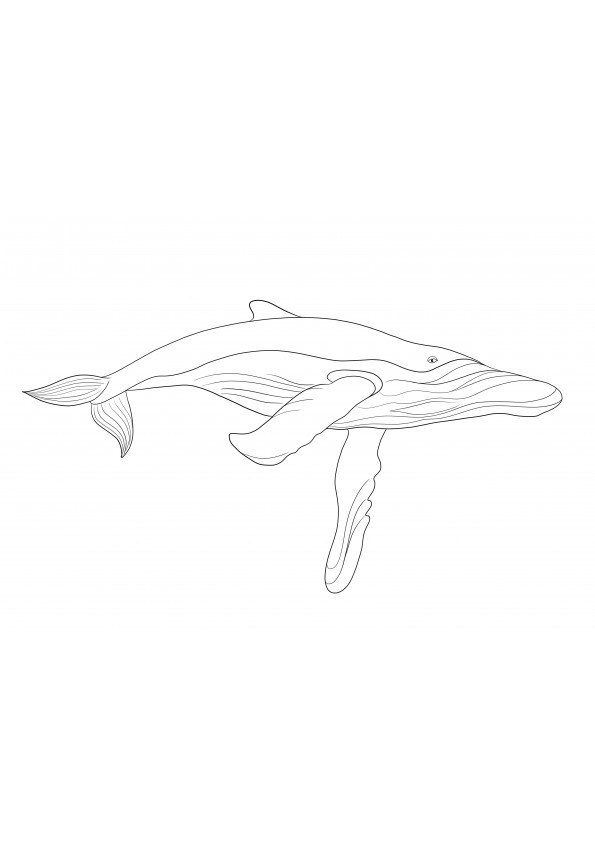 Here is a great educational resource of a Blue Whale free to print and color
