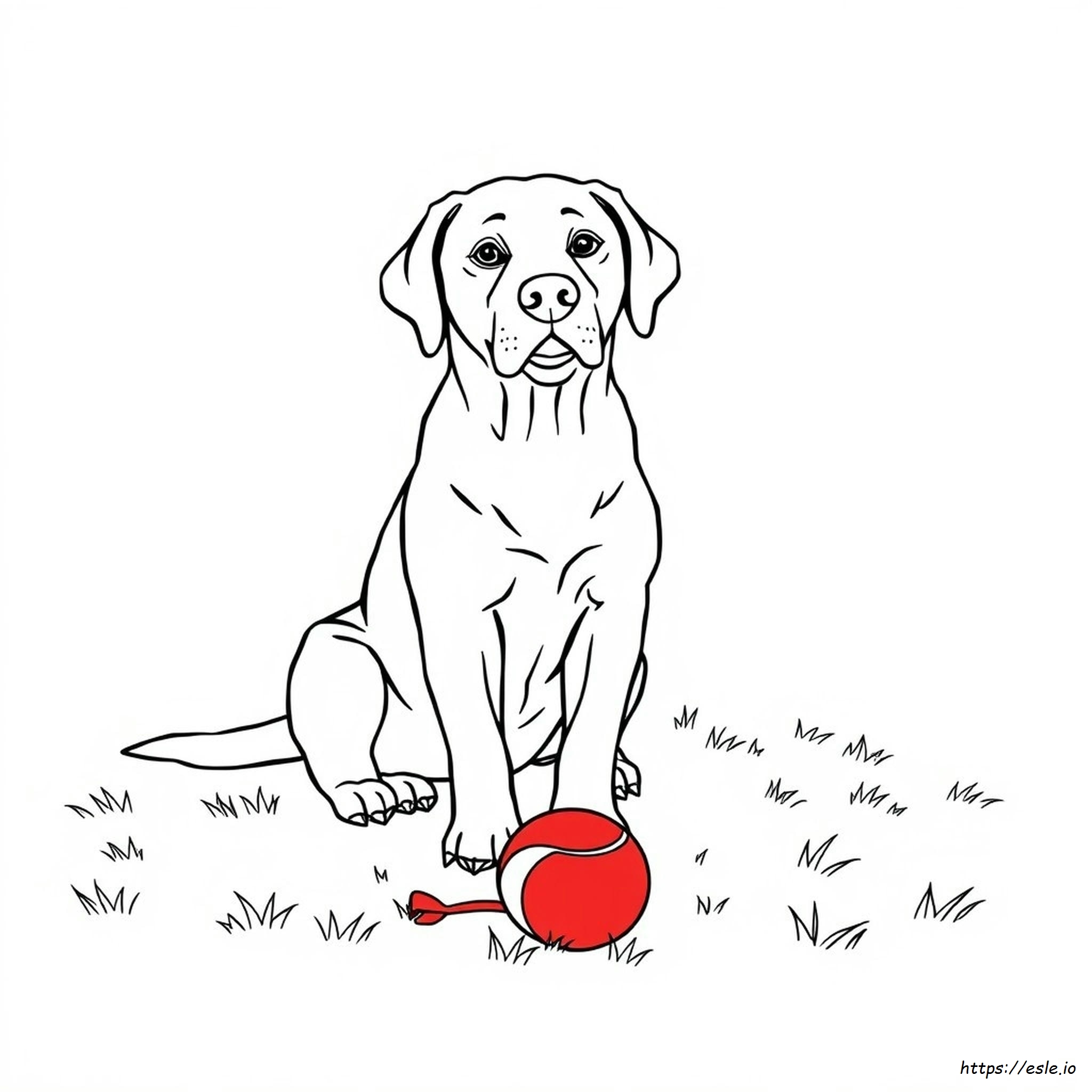 Labrador Coloring Pictures