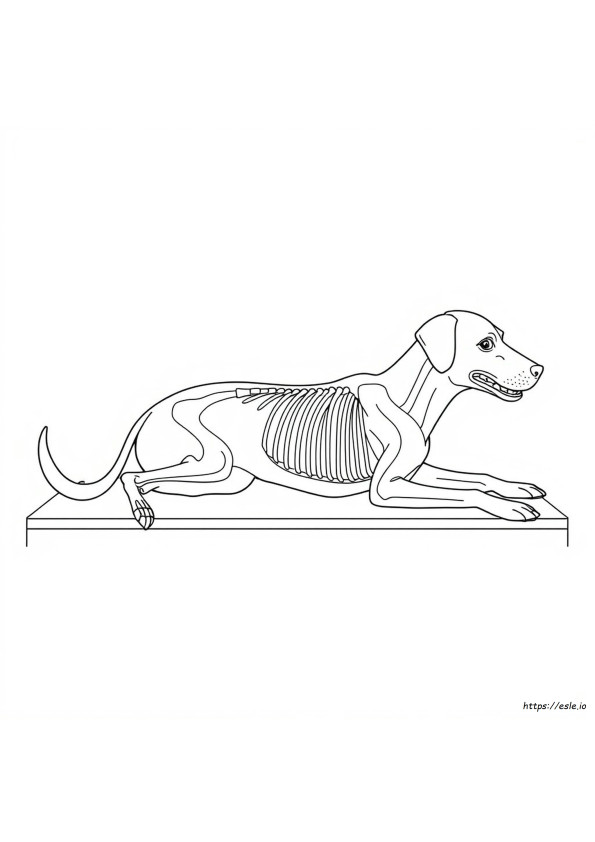 Desenhos De Anatomia Veterinária Para Colorir