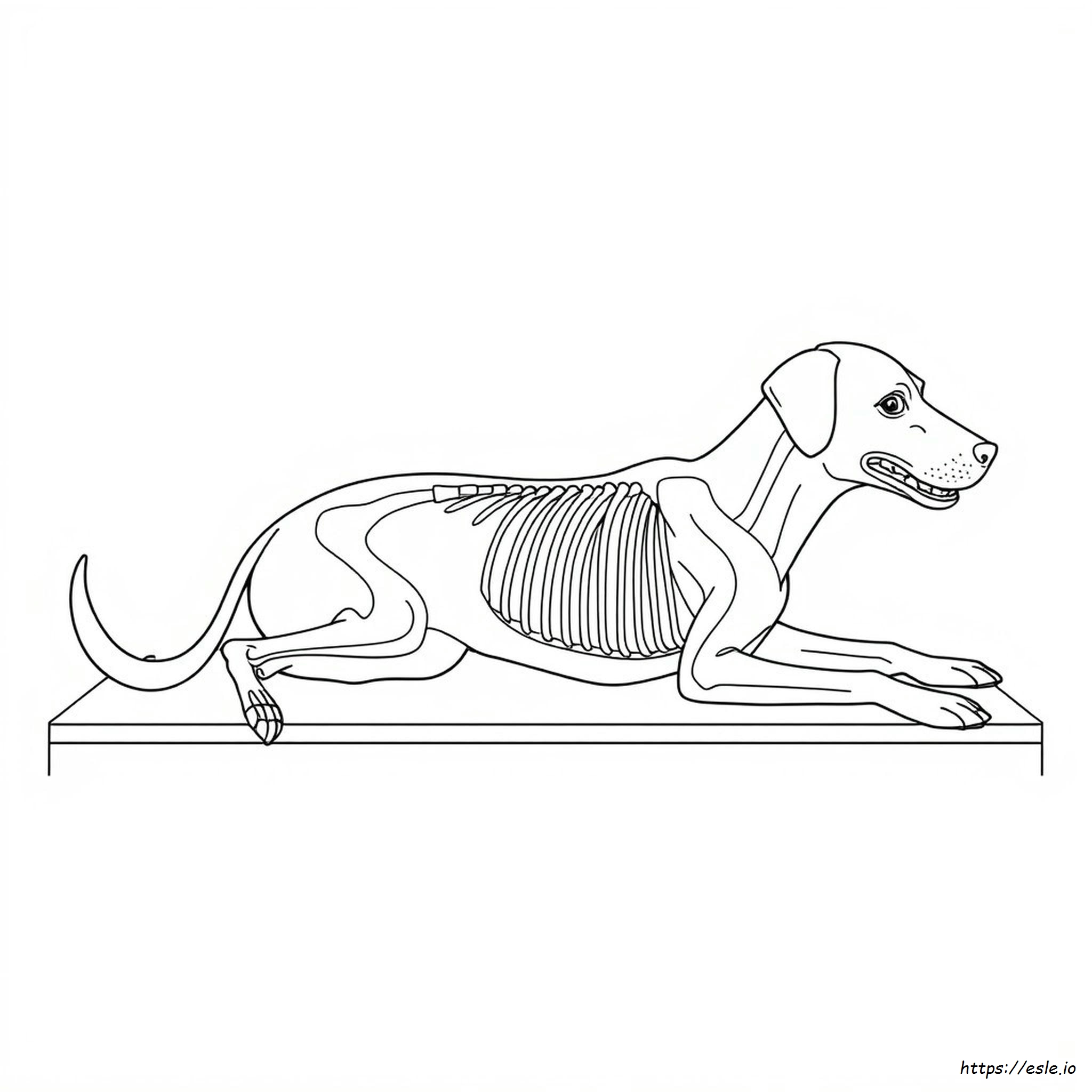 Veterinary Anatomy Coloring Pages