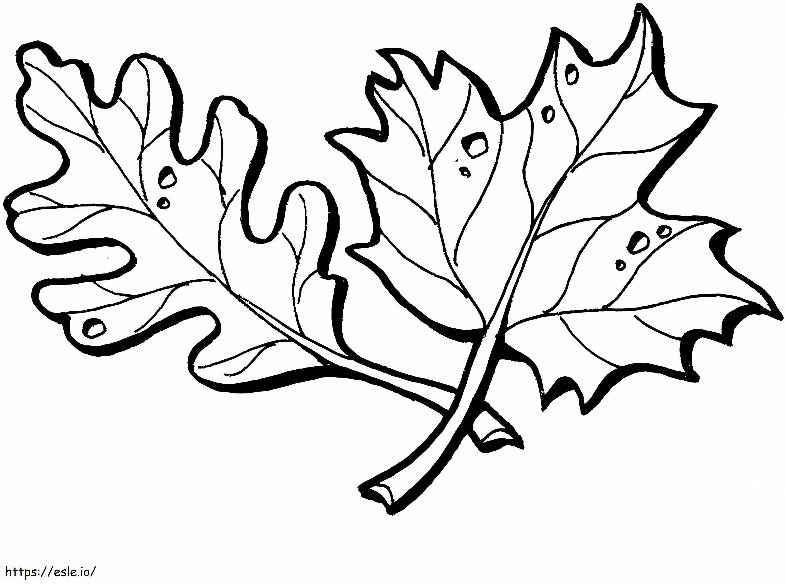 Folhas de carvalho e bordo para colorir