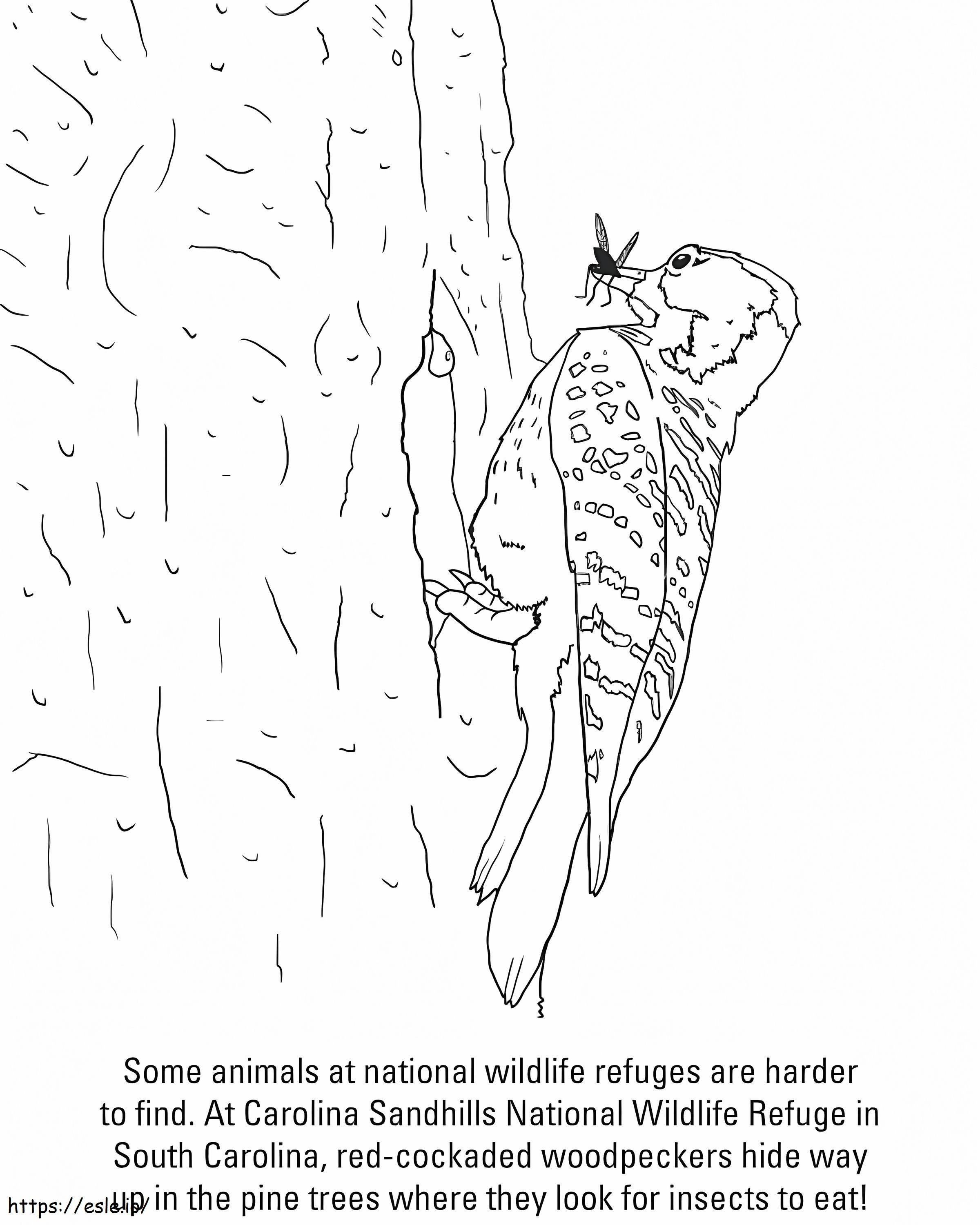Red Cockaded Woodpecker coloring page