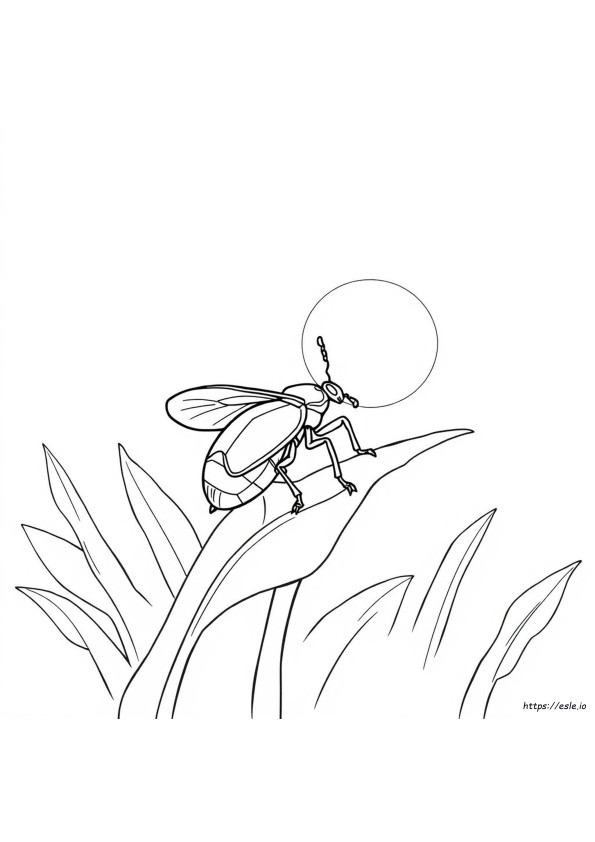 Coloriages D'insectes Réalistes À Imprimer