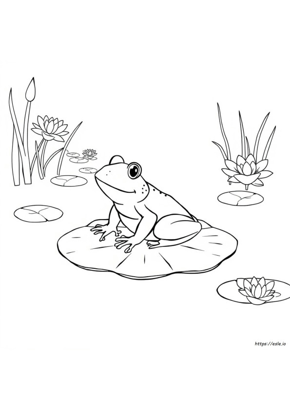 Desenhos Realistas De Sapos Para Colorir