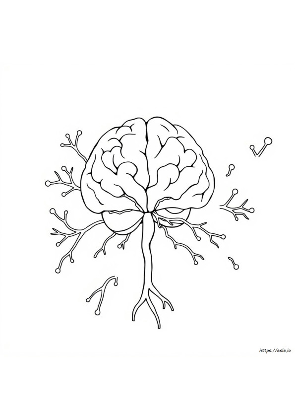 Nervous System Coloring Worksheet