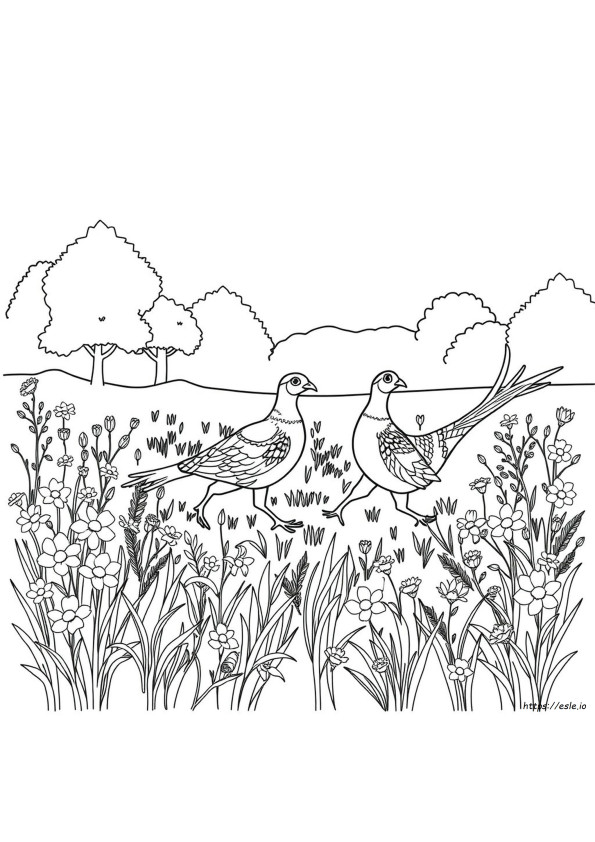 Pheasant Coloring