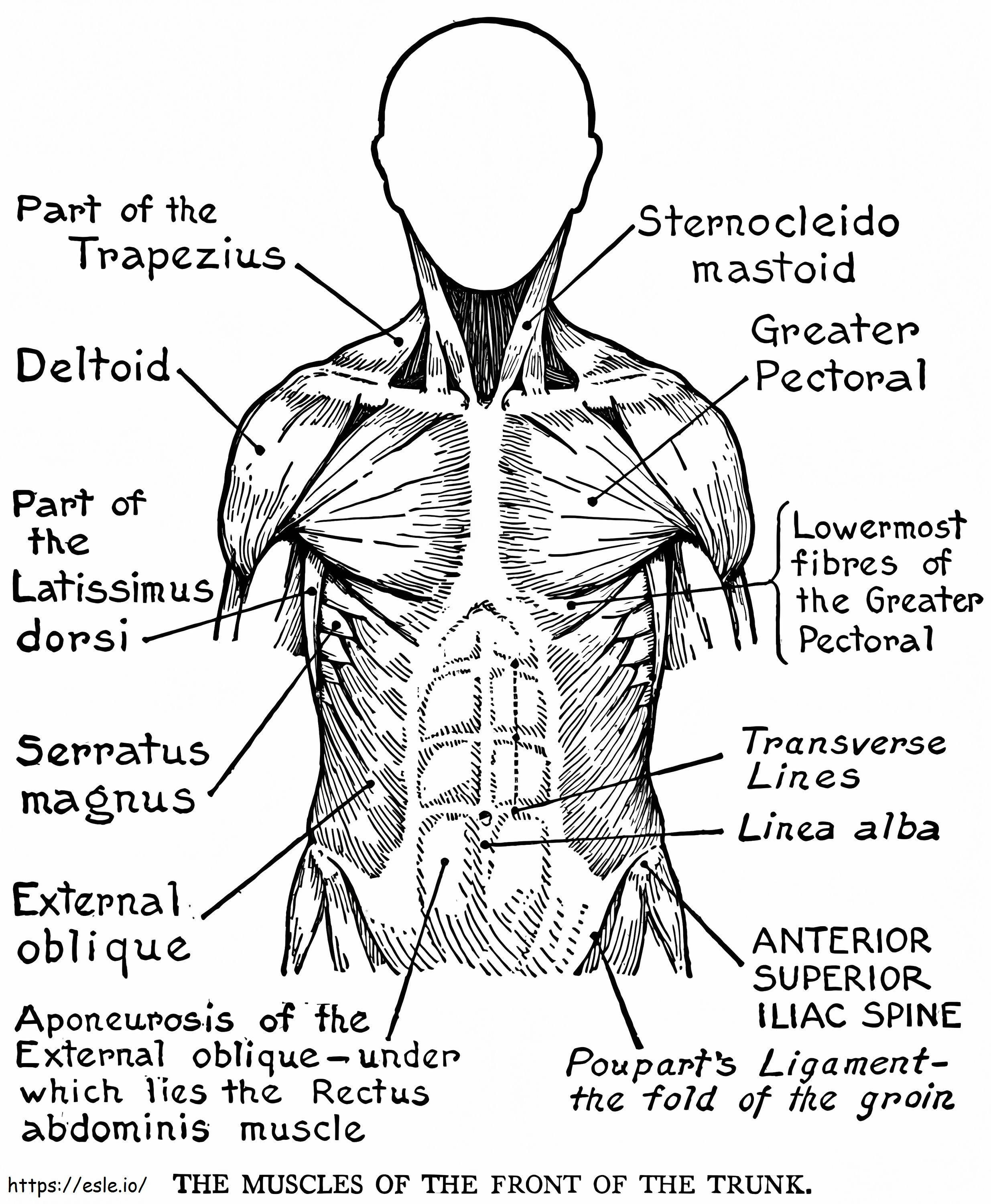 Menschliches Muskelsystem ausmalbilder