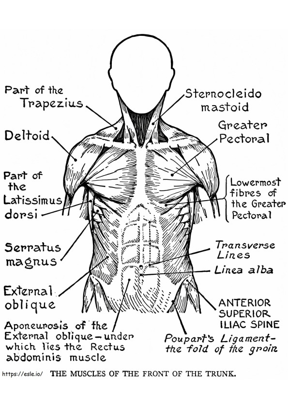 System mięśni człowieka kolorowanka