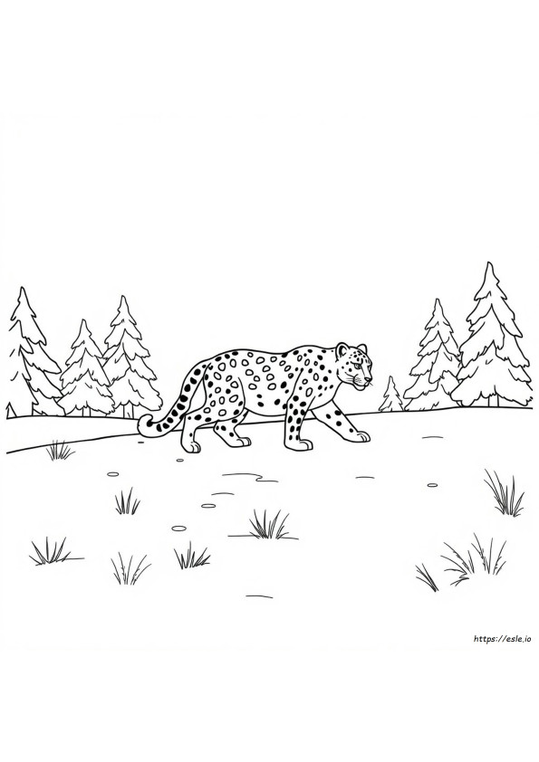 Leopardo Delle Nevi Da Colorare Gratis