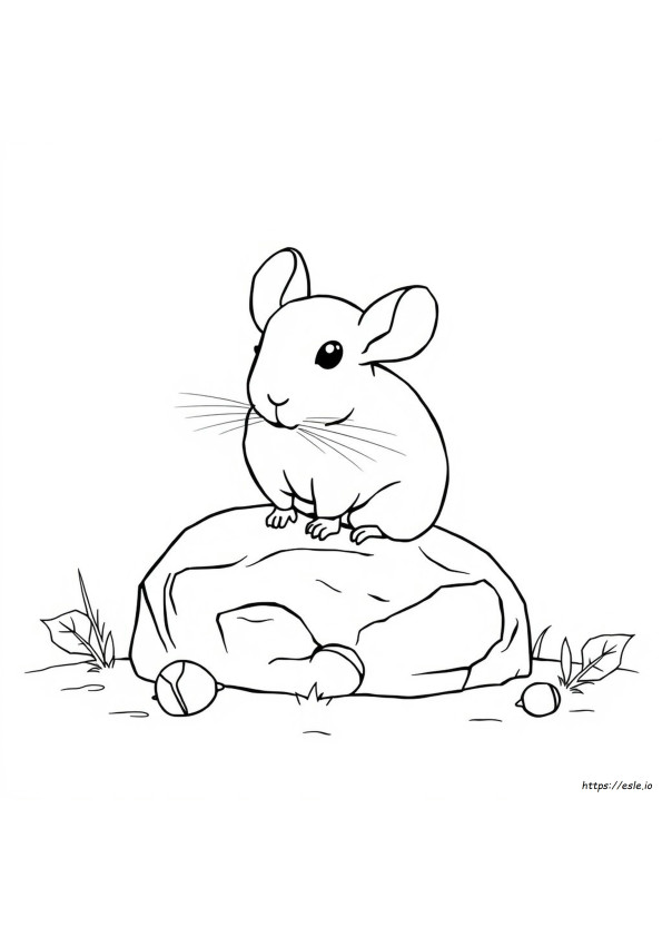 Coloring Pages Of Chinchillas
