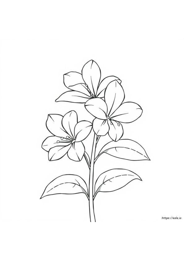 Pétalo De Flor Para Colorear