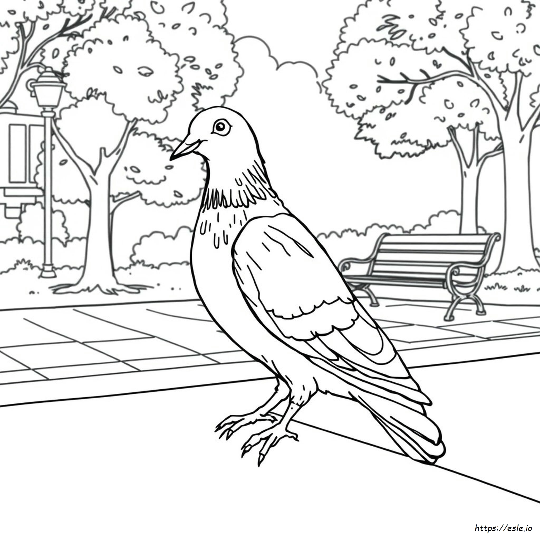 Pigeon For Colouring