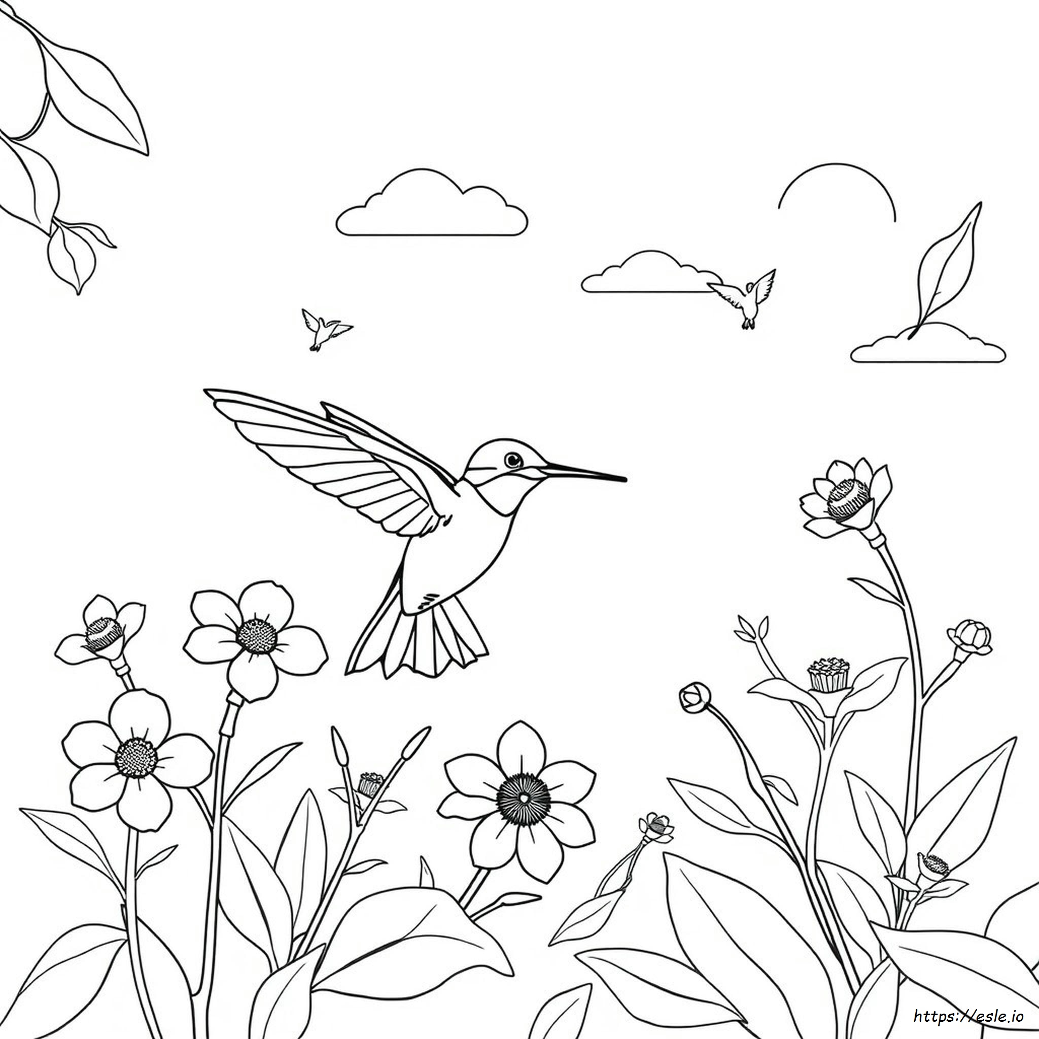 Hummingbird Coloring Picture