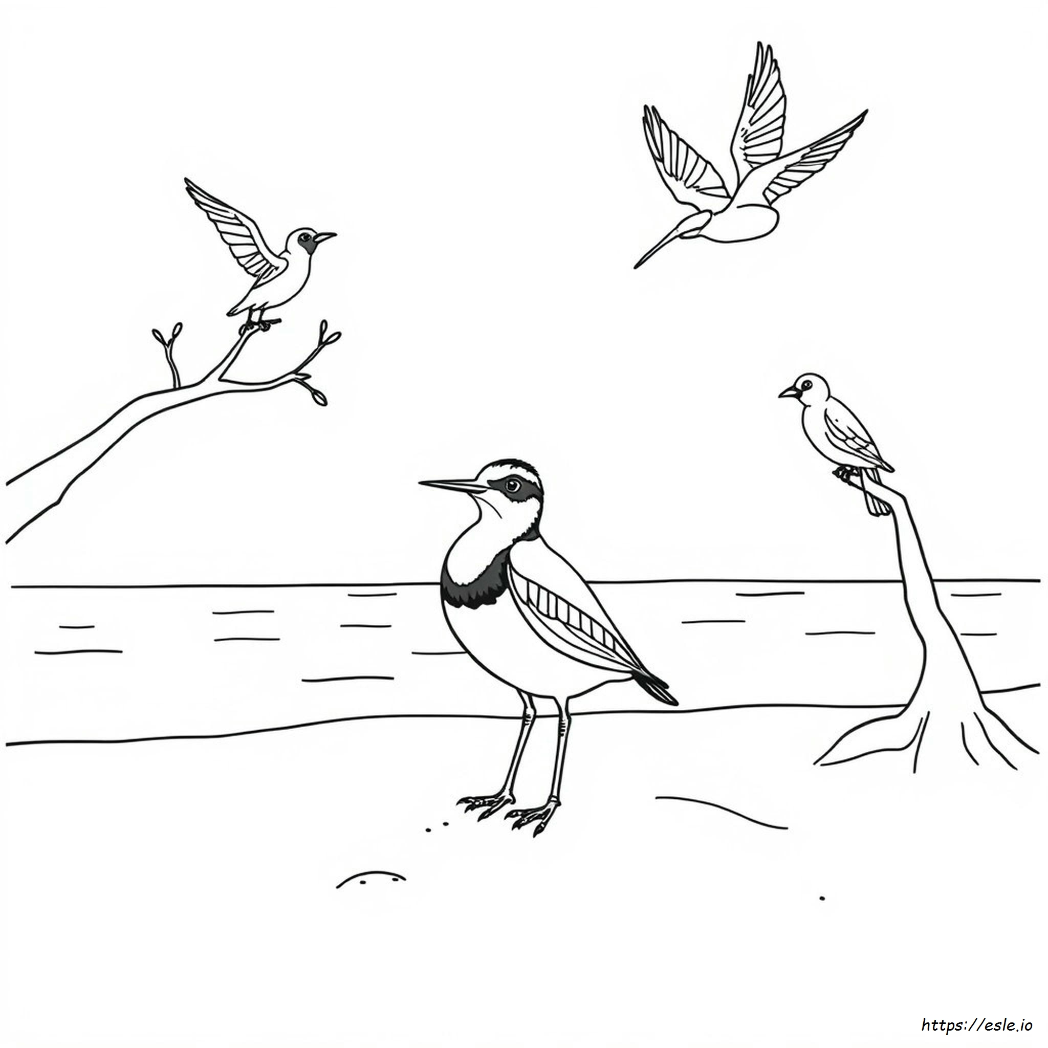 Printable Nz Native Birds Colouring Pages