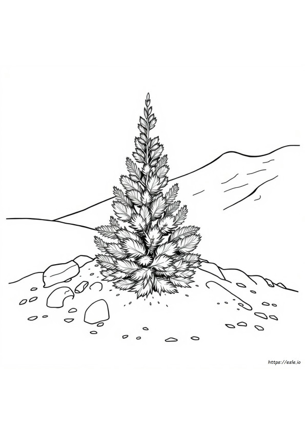 Colorado-Blaufichte Bodenanforderungen