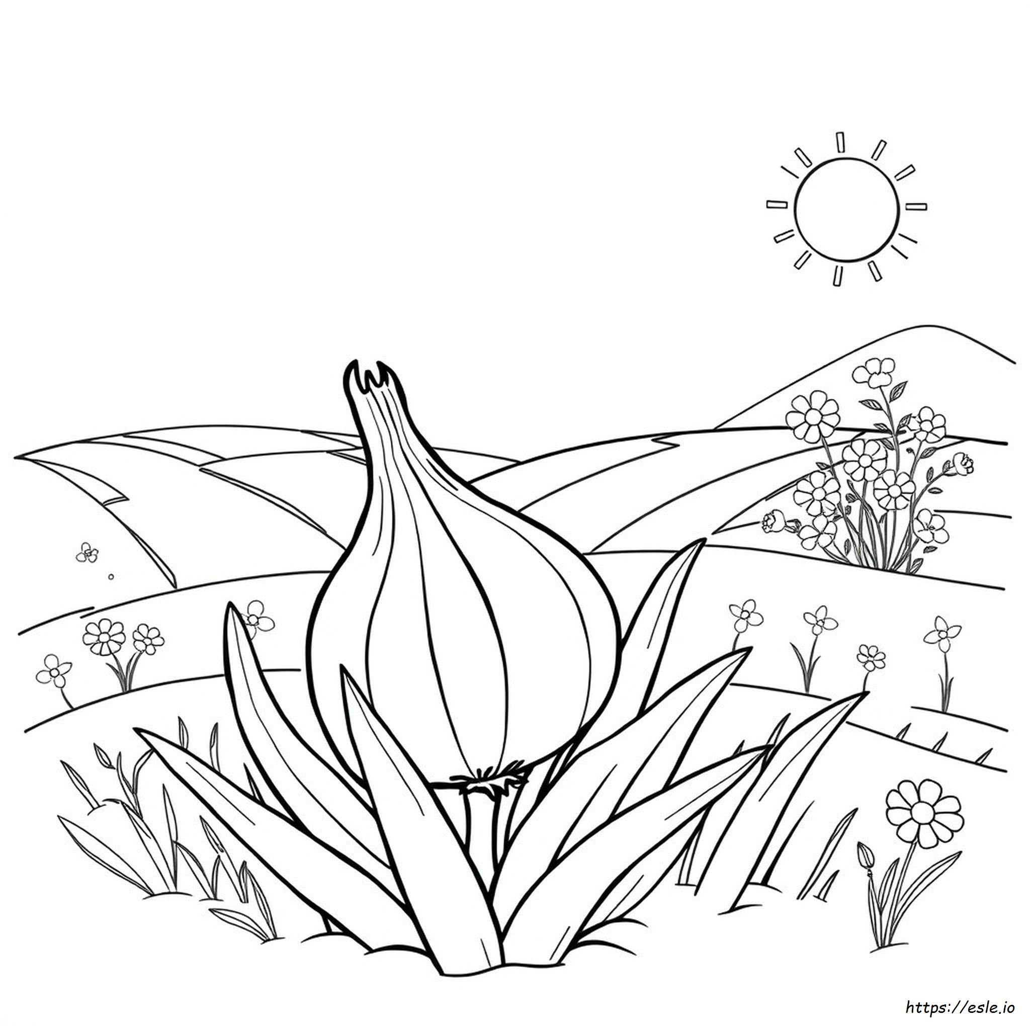 Onion Coloring Picture