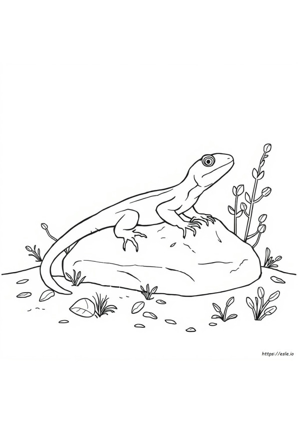 Lagartija Eslizón Para Colorear