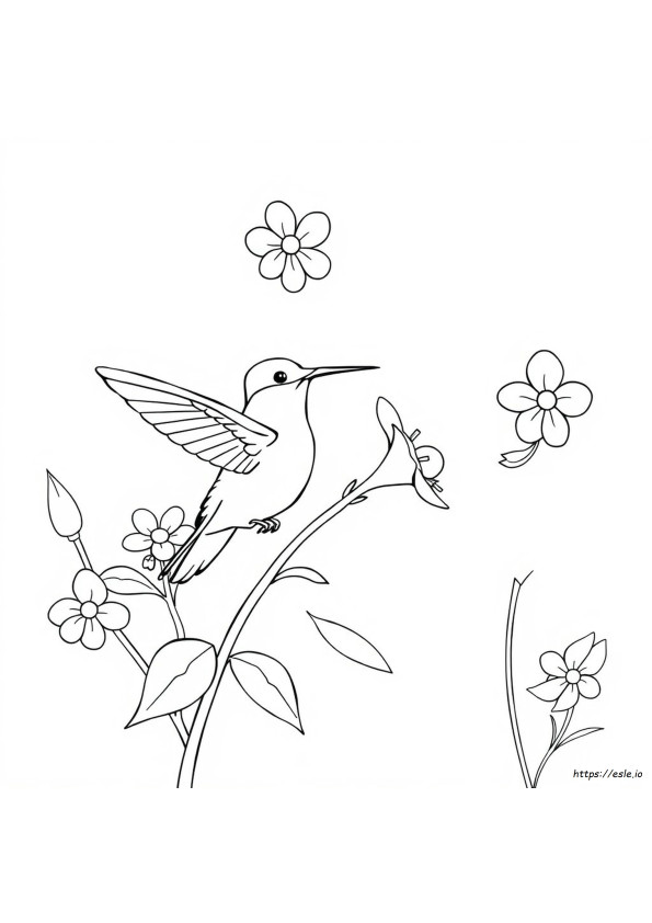 Coloriages Colibris