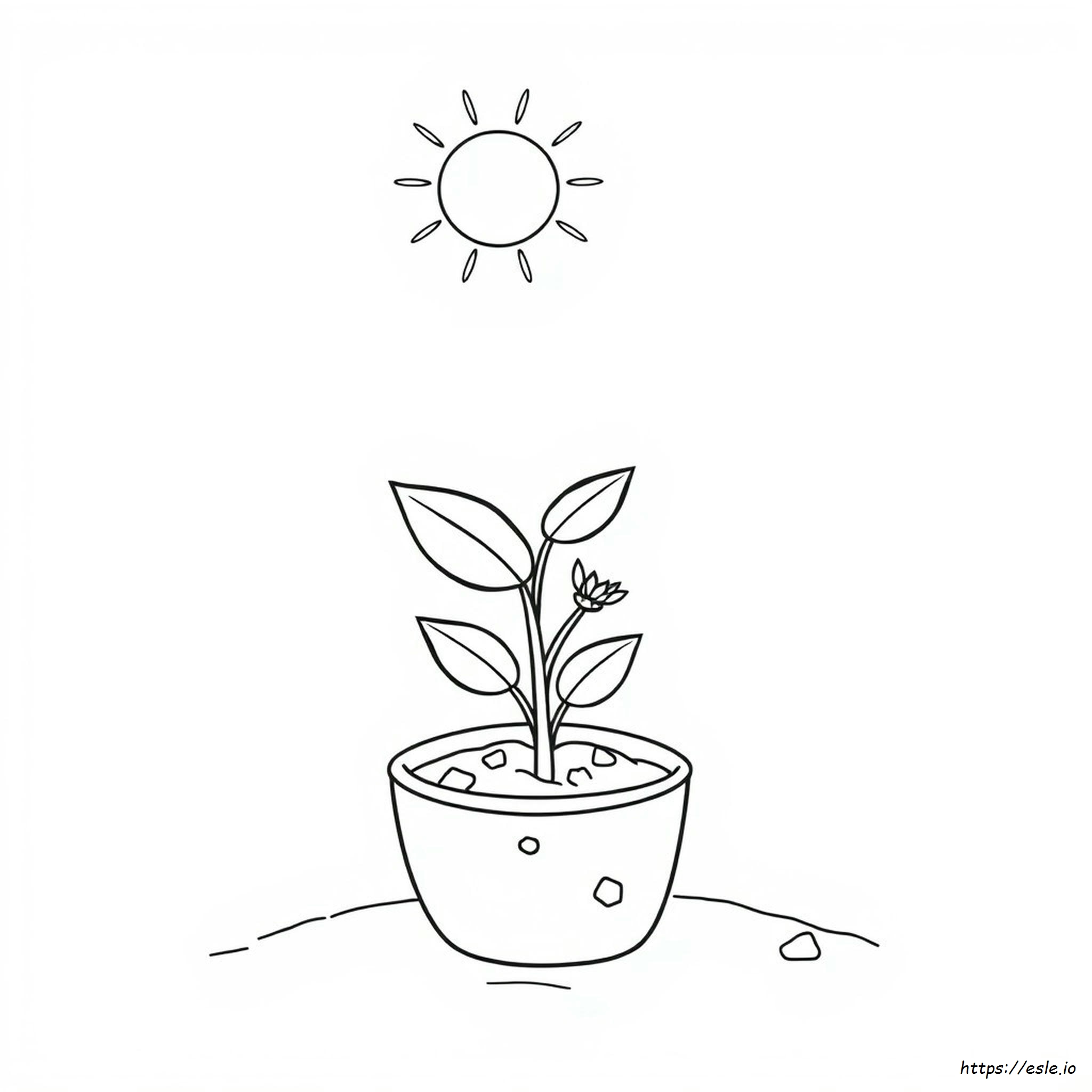 Plant Coloring Pages For Kindergarten