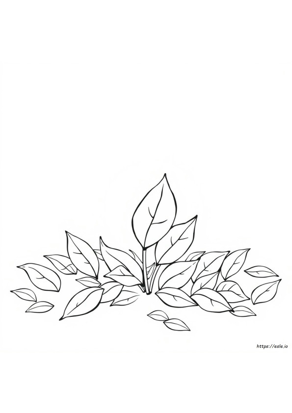 Free Leaf Coloring Pages