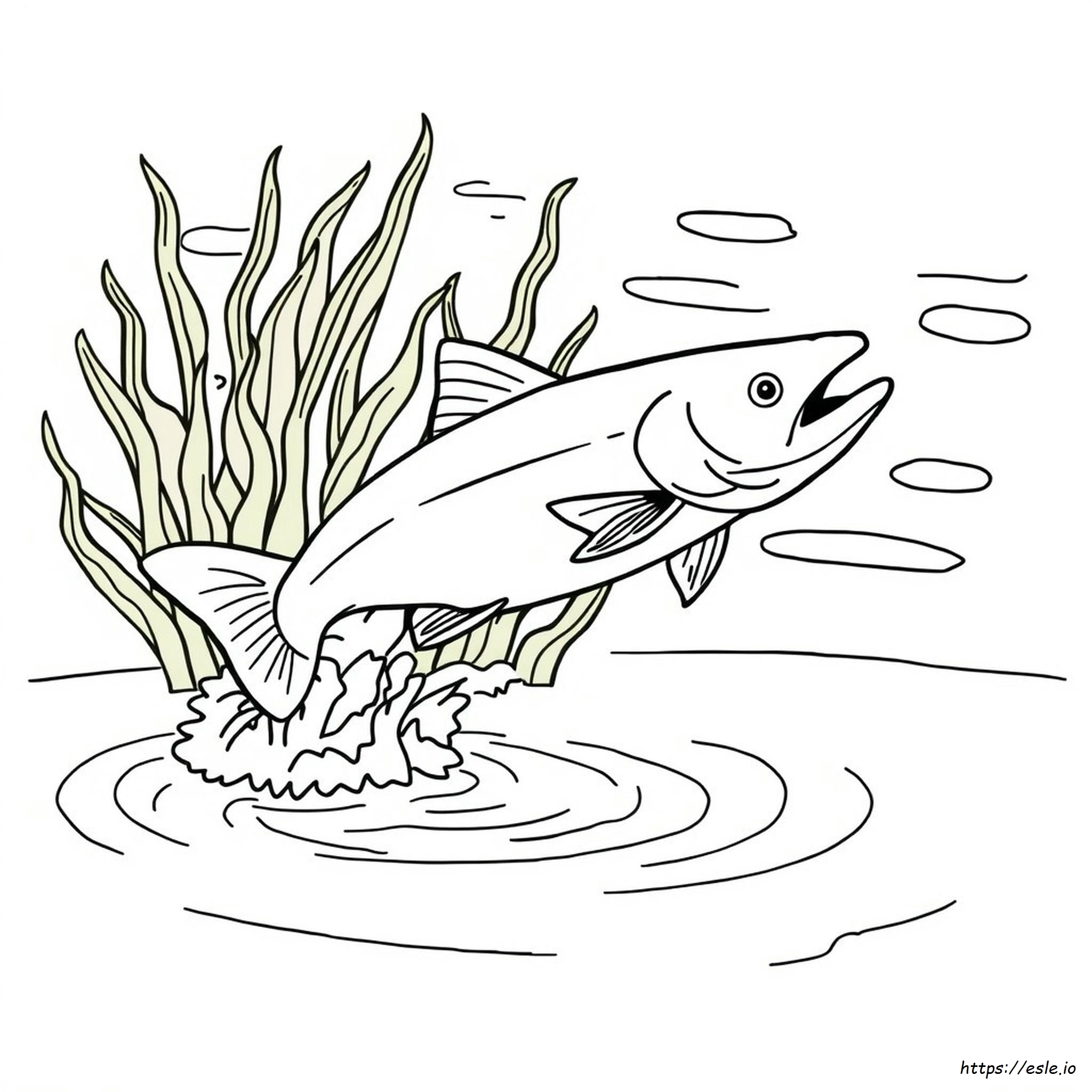 Salmon Colouring Pages