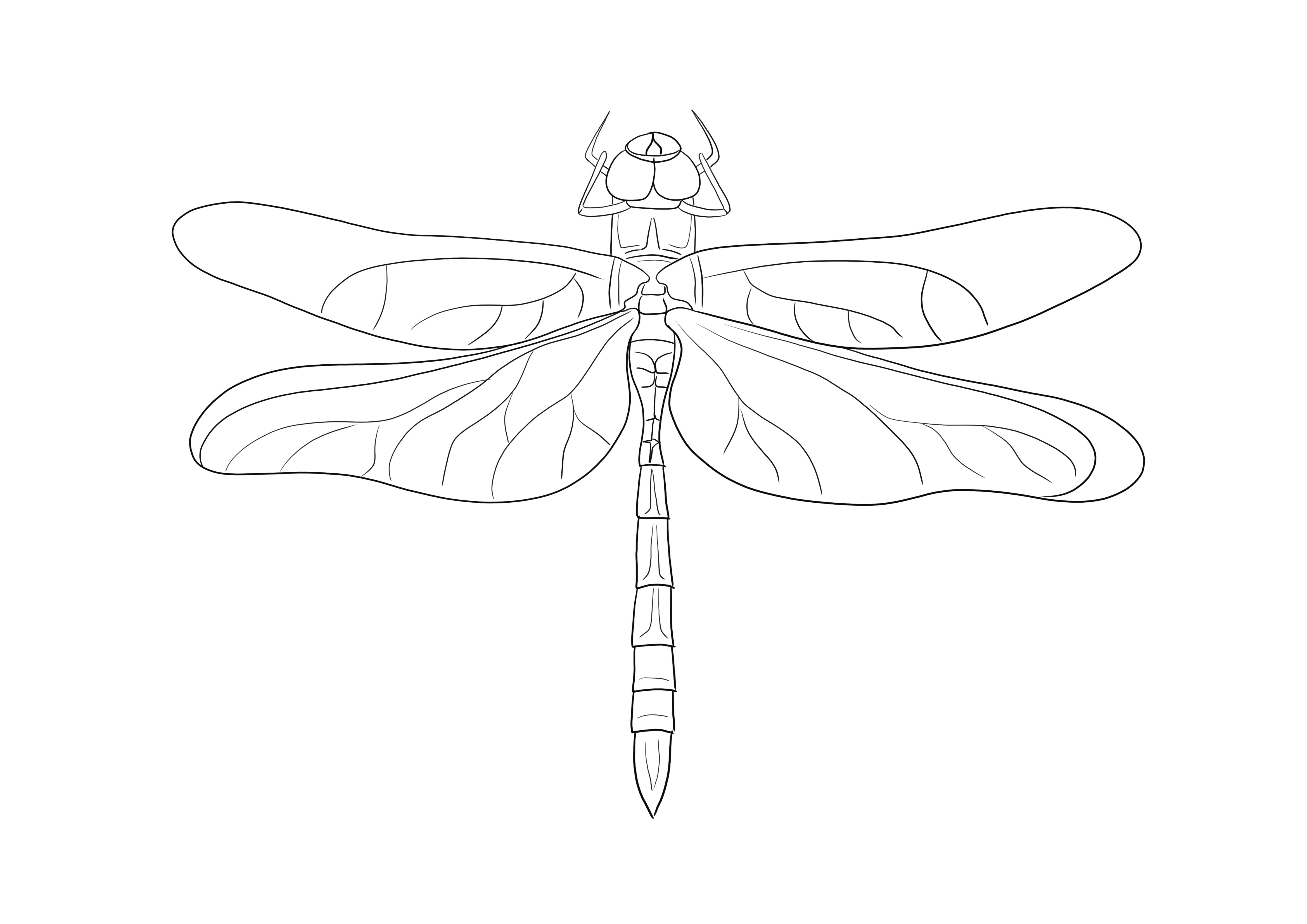 Liberi di stampare e colorare l'Imperatore Dragonfly, un modo semplice per conoscere il mondo degli insetti