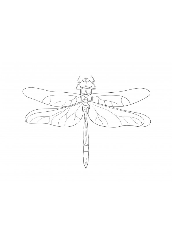Gratis para imprimir y colorear de Emperor Dragonfly: una manera fácil de aprender sobre el mundo de los insectos