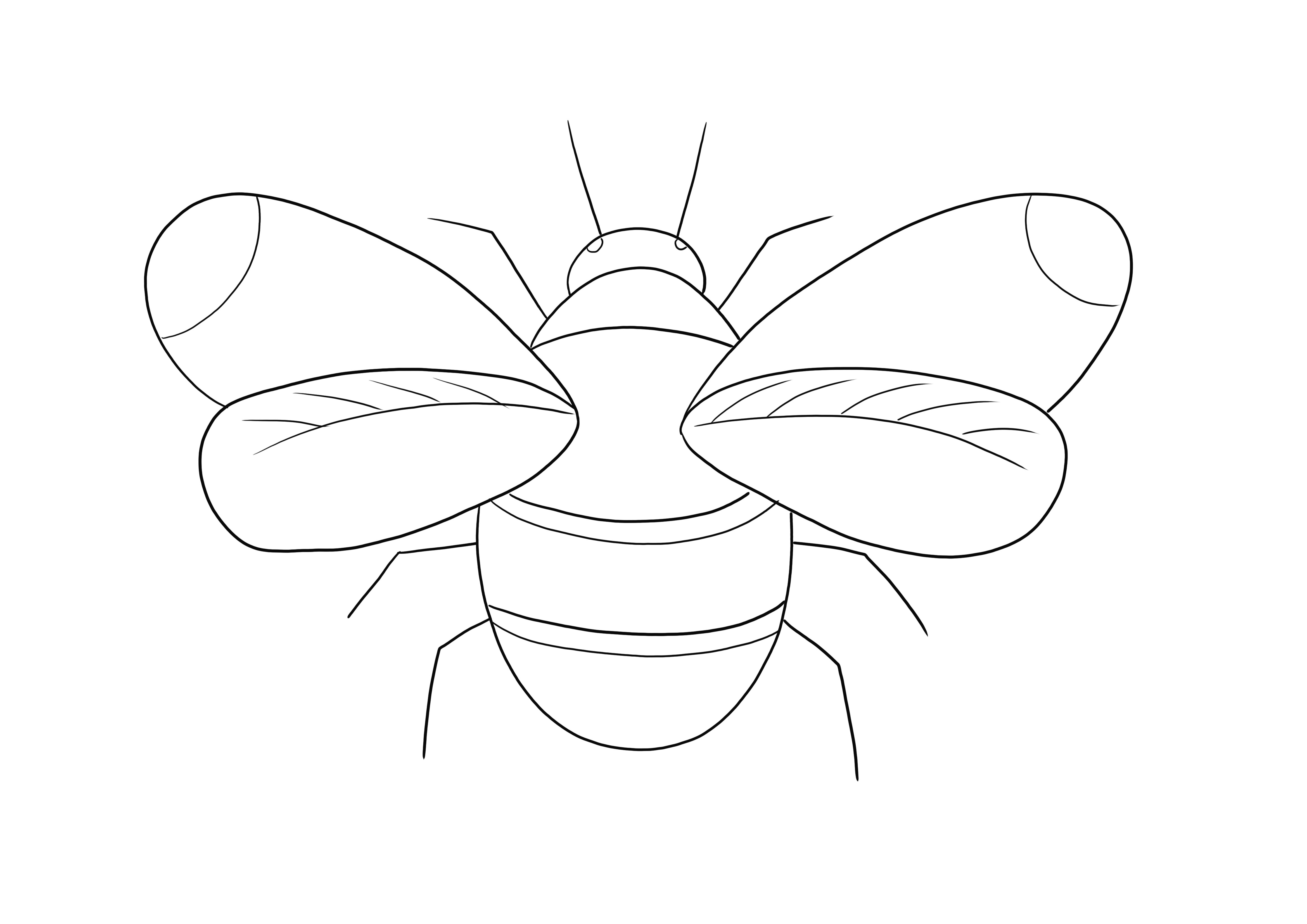 Il foglio da colorare Bumblebee può essere scaricato o stampato e colorato gratuitamente