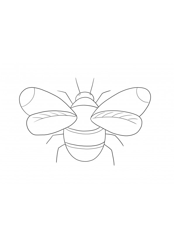 The Bumblebee coloring sheet is free to be downloaded or printed and colored