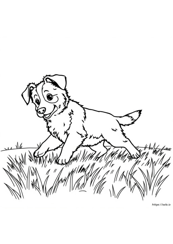 Anak Anjing Australian Shepherd Gambar Mewarnai