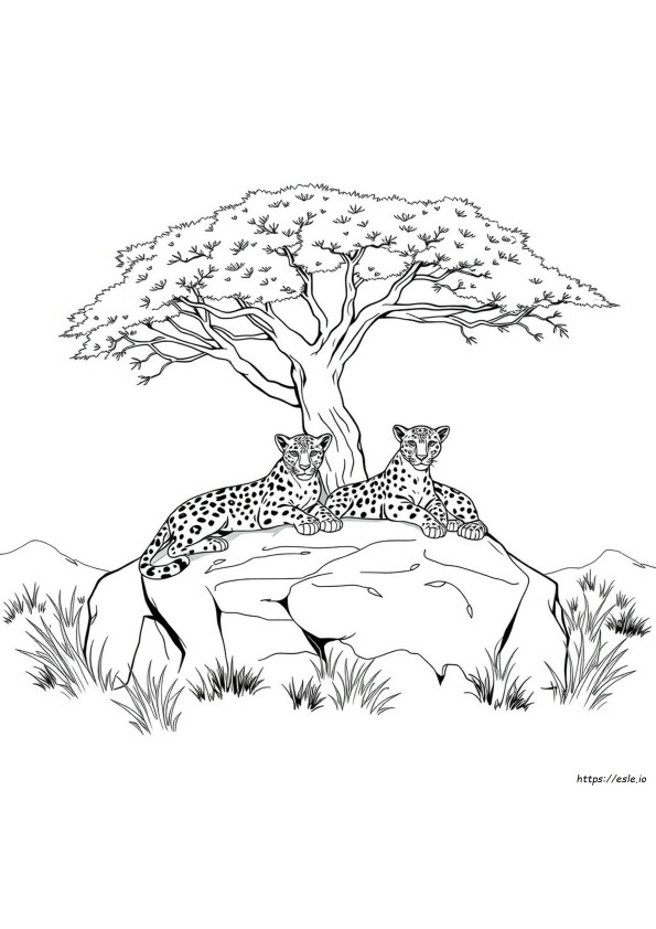 Leopard Coloring
