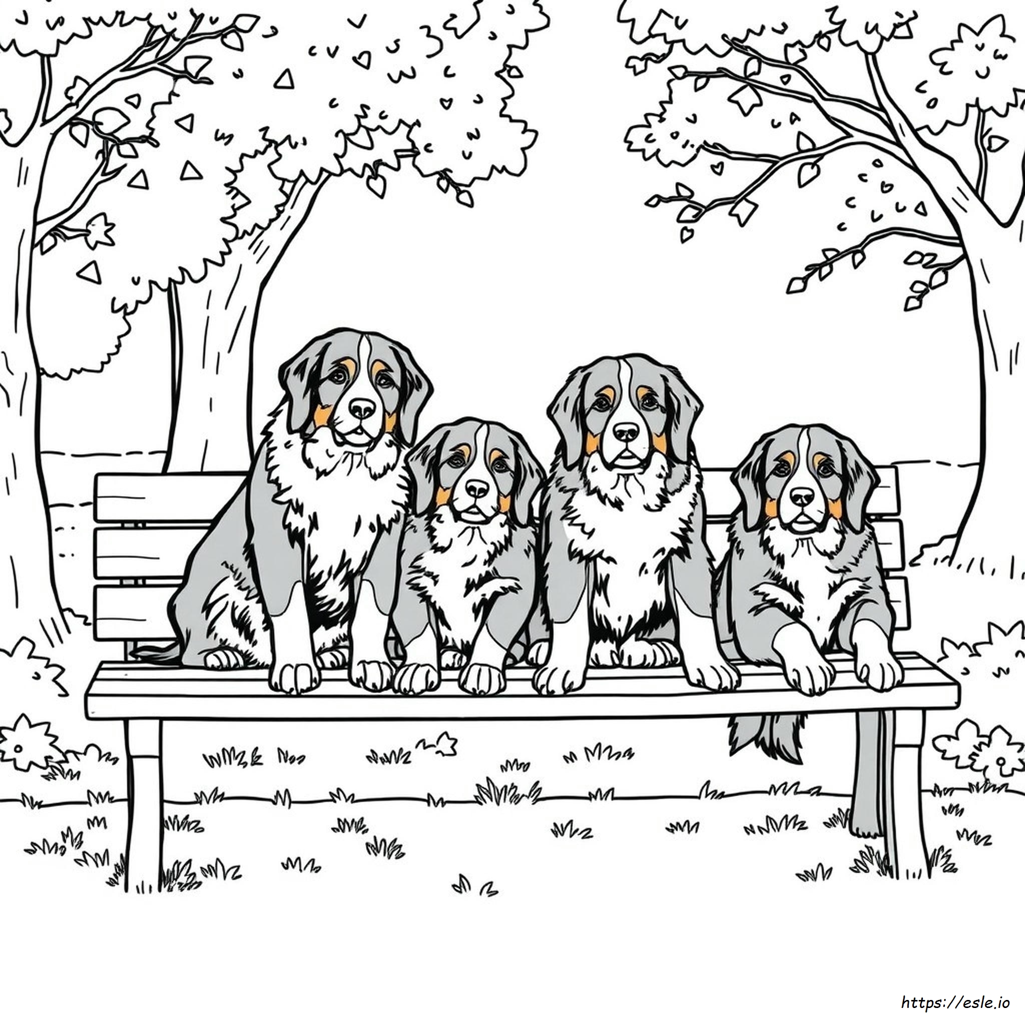 Different Colors Of Bernese Mountain Dogs