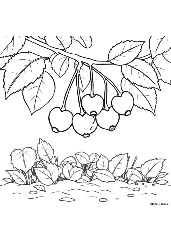 Frutas Vermelhas Para Colorir