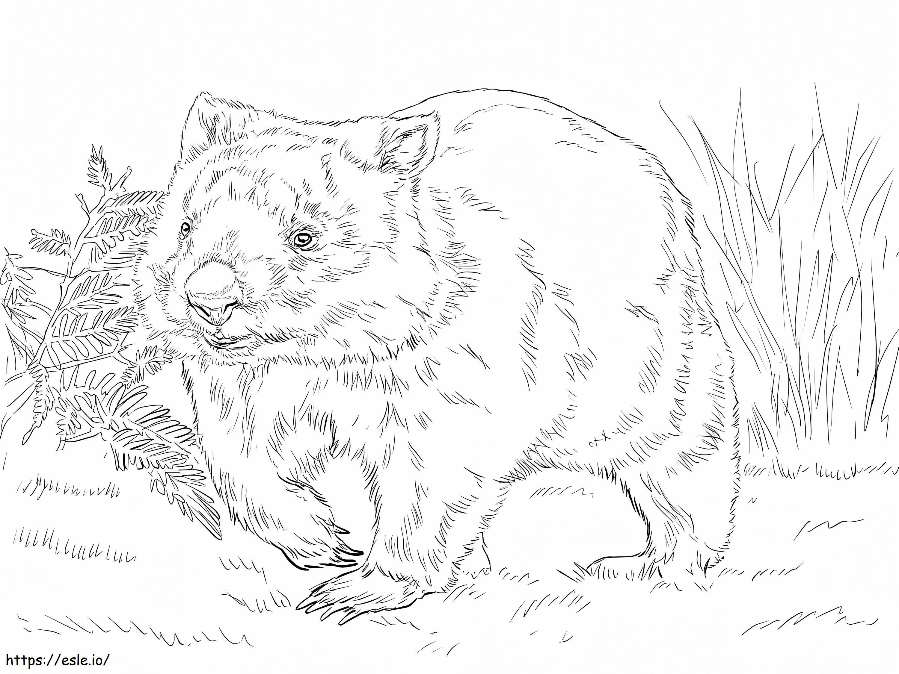 Tavallinen Wombat värityskuva