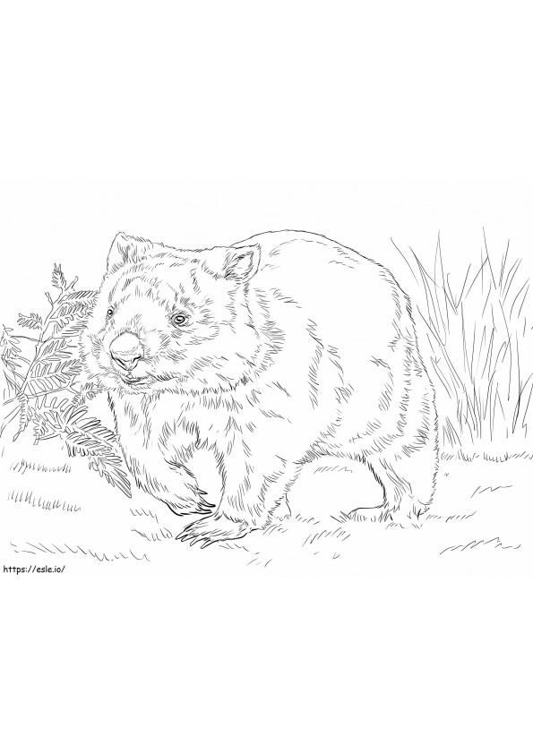 Wombat comun de colorat