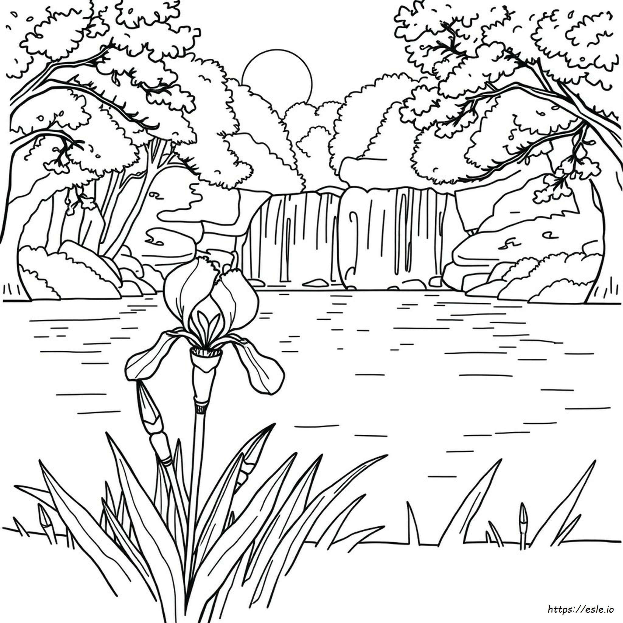 Tennessee State Flower Coloring Page