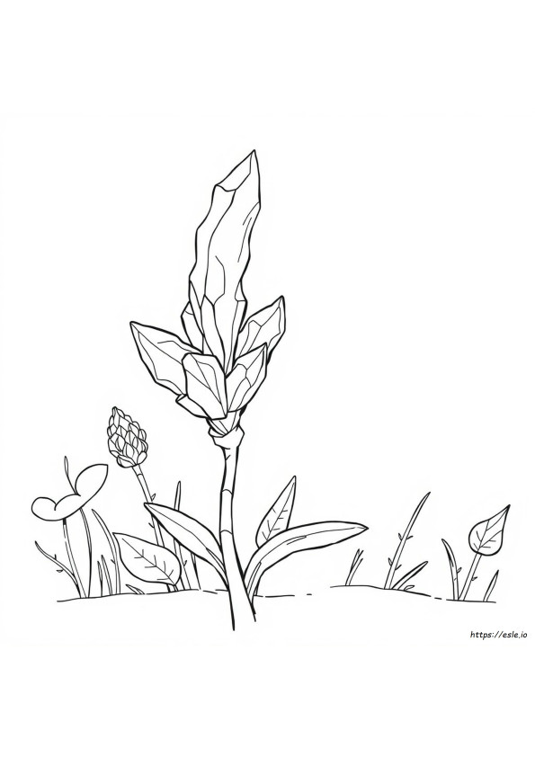 Oxalato Kleurplaat
