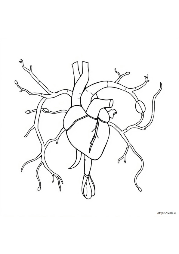 Printable Circulatory System Coloring Page