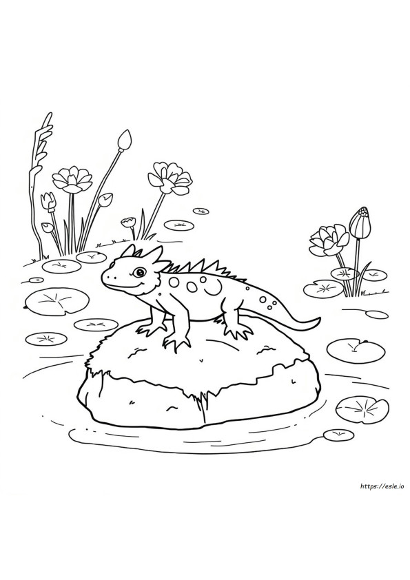 Axolotl Da Colorare