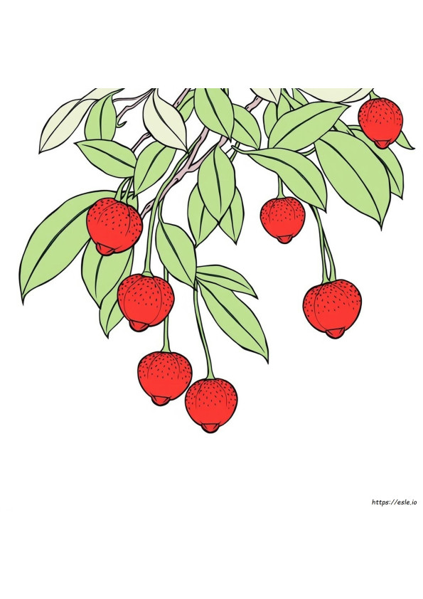 ライチ 塗り絵