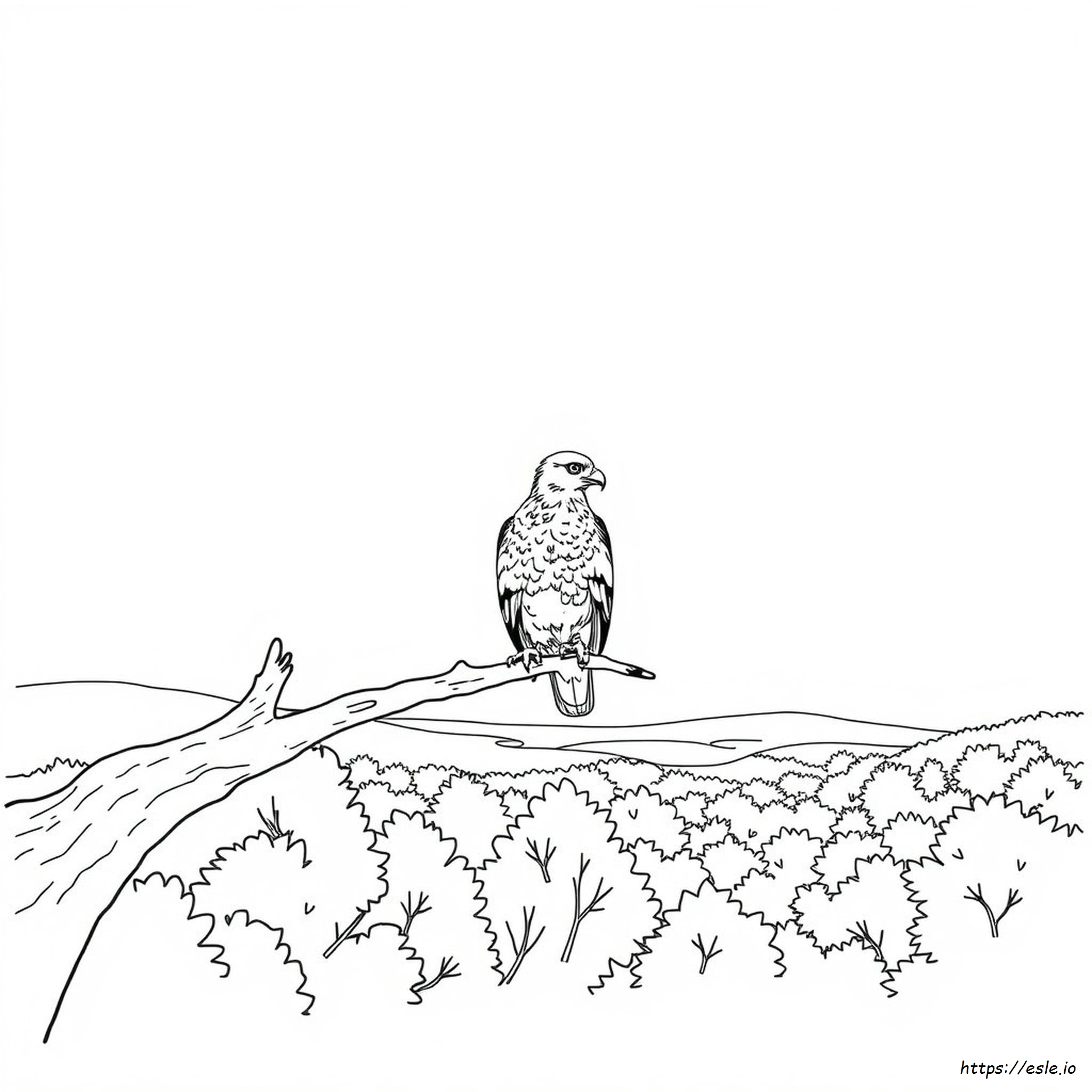Realistic Hawk Coloring Pages