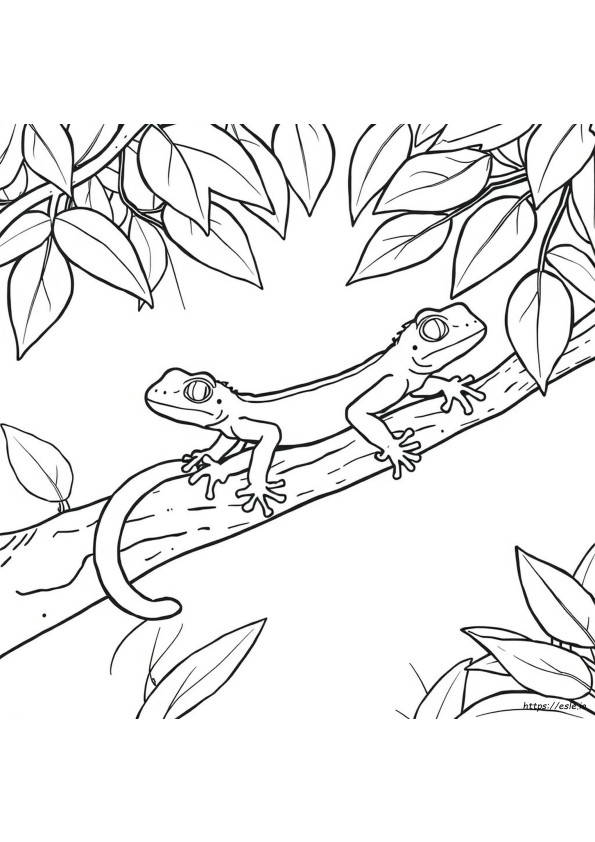 Gecko Lizard Coloring Pages