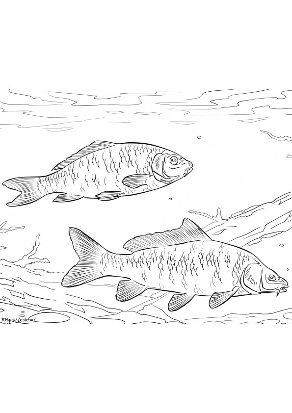 Common Carps coloring page